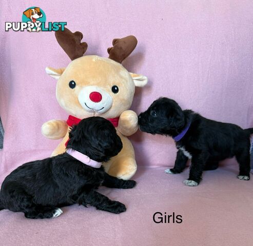 Mini Schnoodle pups ready for Xmas