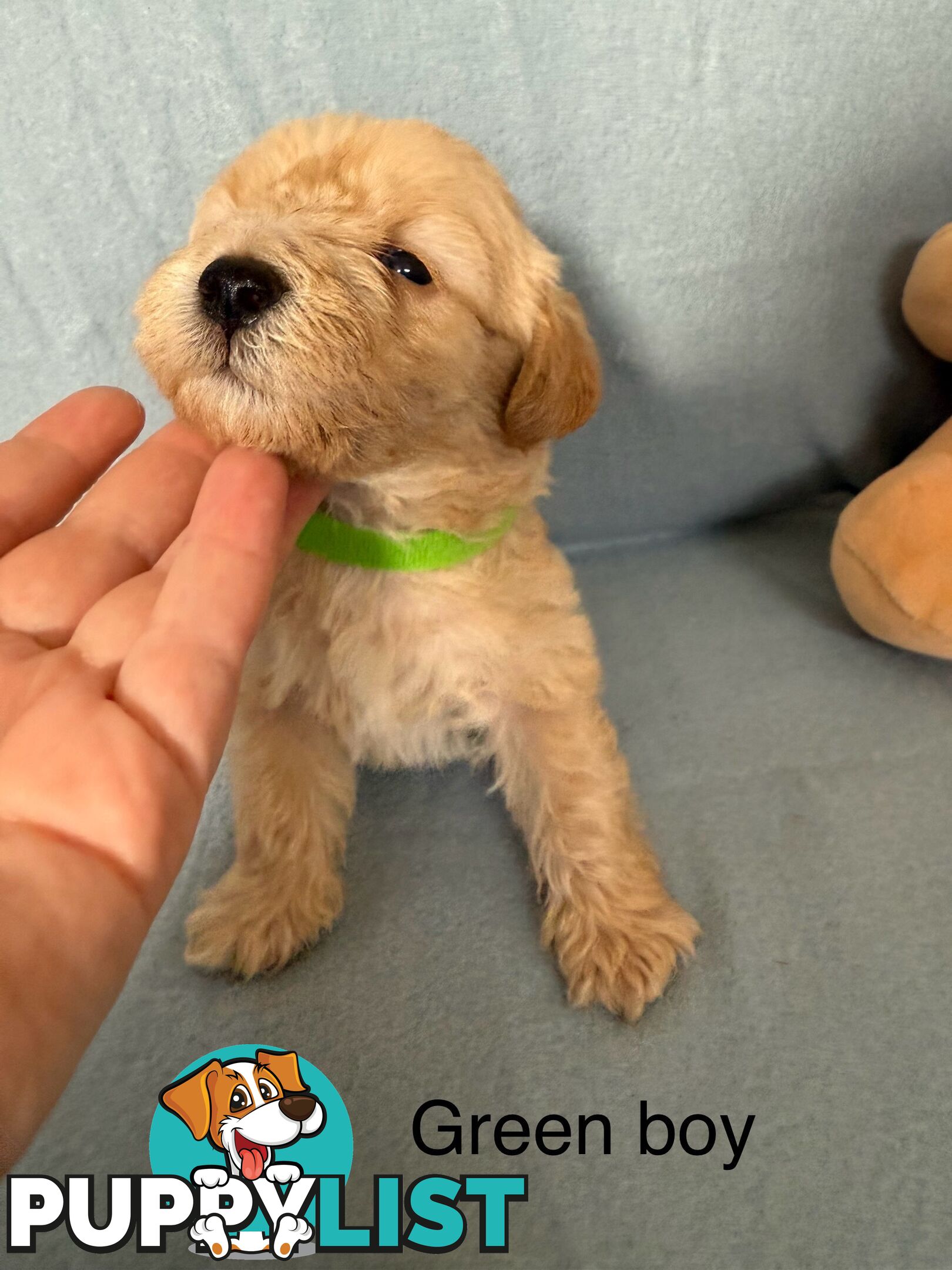 Mini Schnoodle pups ready for Xmas