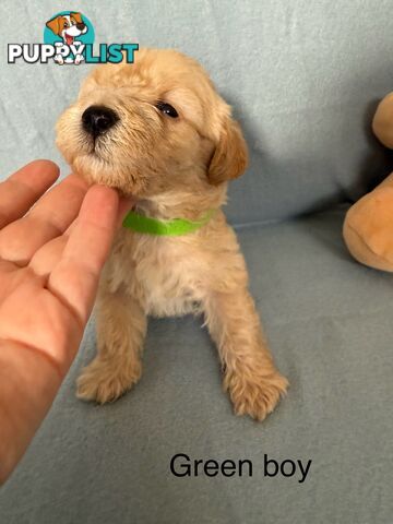 Mini Schnoodle pups ready for Xmas