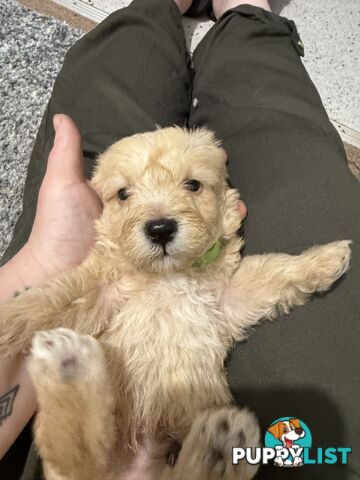 Mini Schnoodle pups ready for Xmas