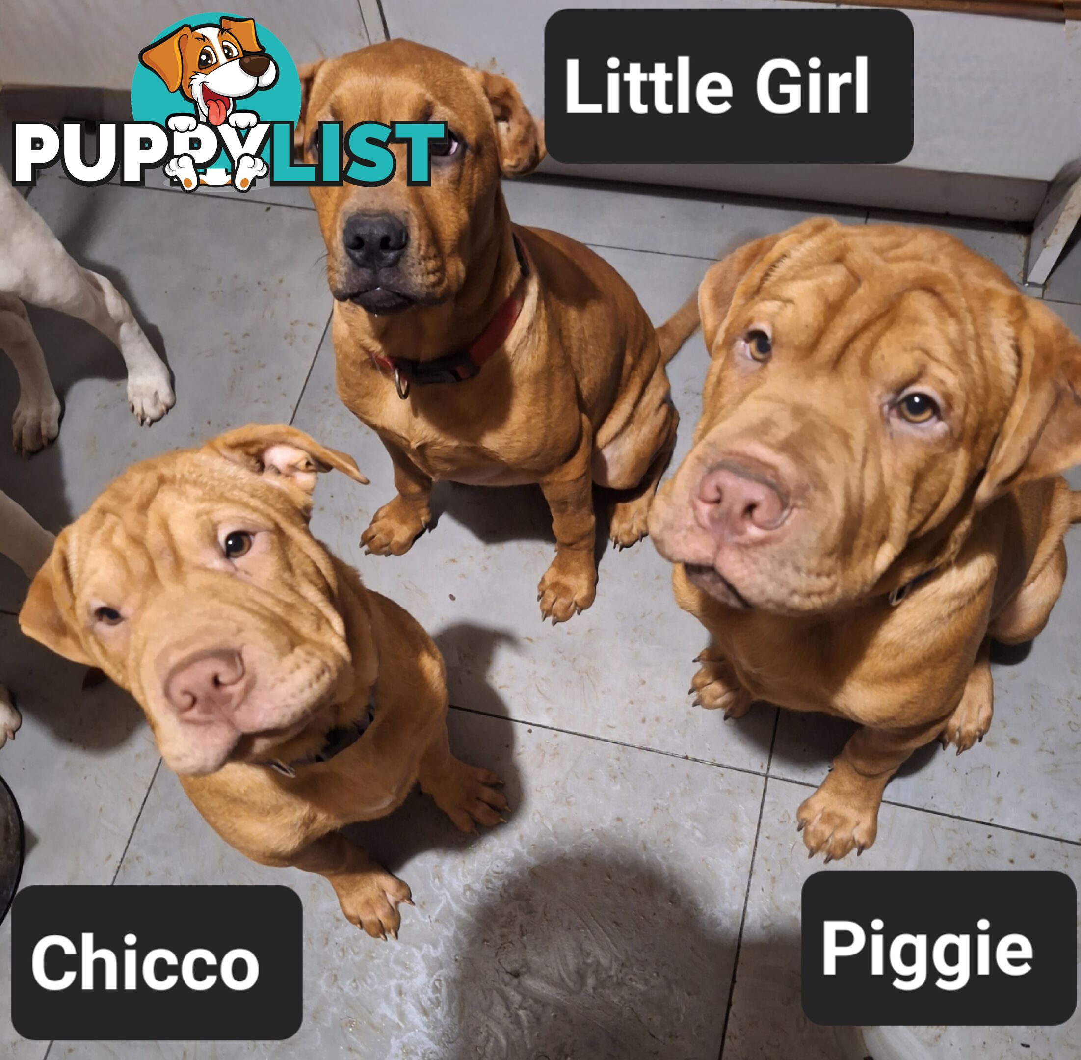 Shar Pei x American Staffy Puppies