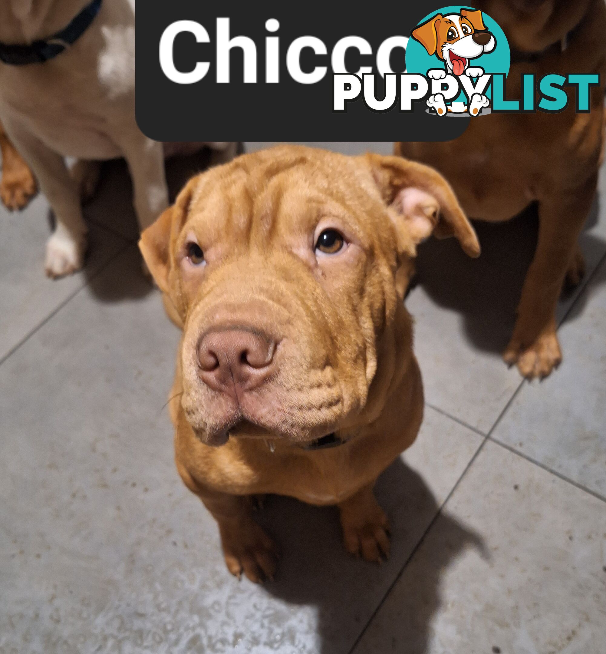 Shar Pei x American Staffy Puppies