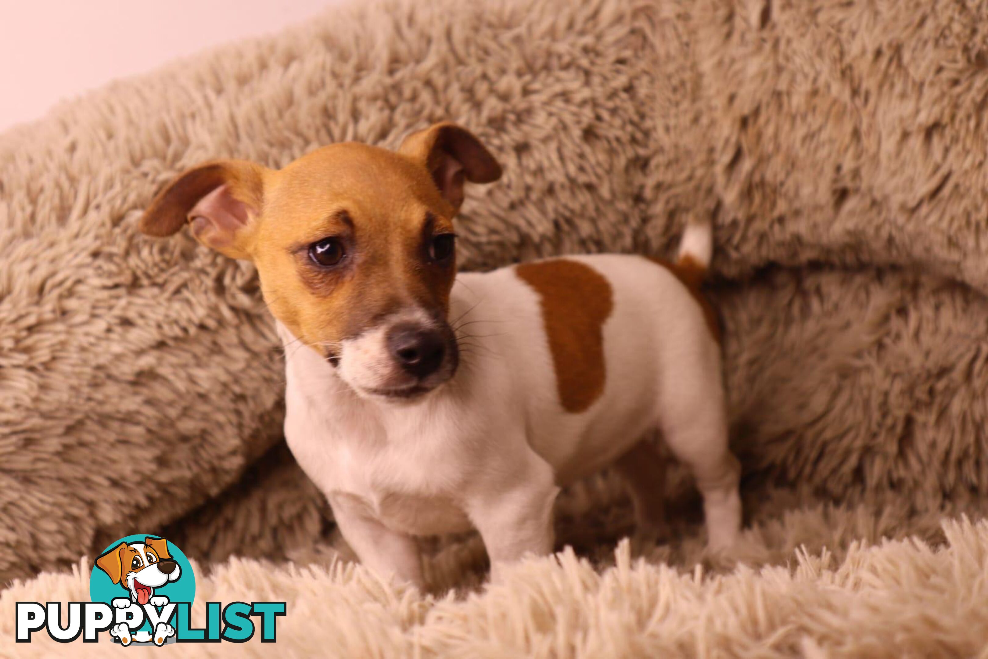 Purebred Jack Russell Terrier puppies