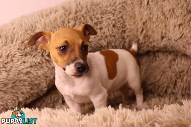 Purebred Jack Russell Terrier puppies