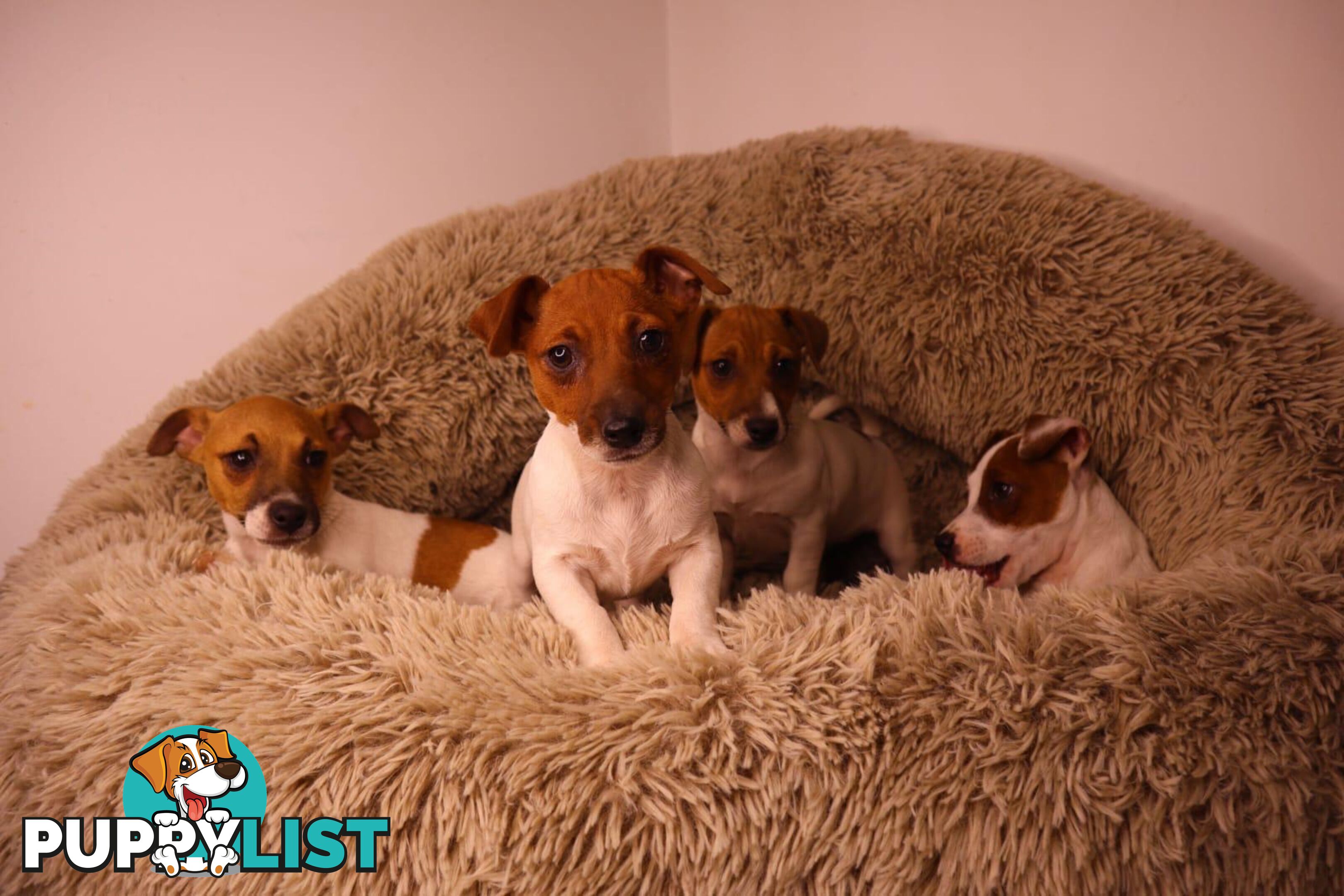 Purebred Jack Russell Terrier puppies