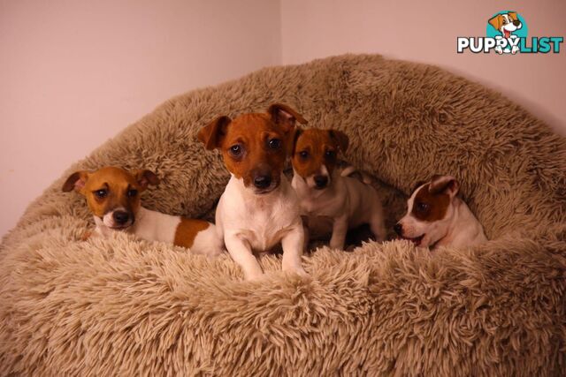 Purebred Jack Russell Terrier puppies