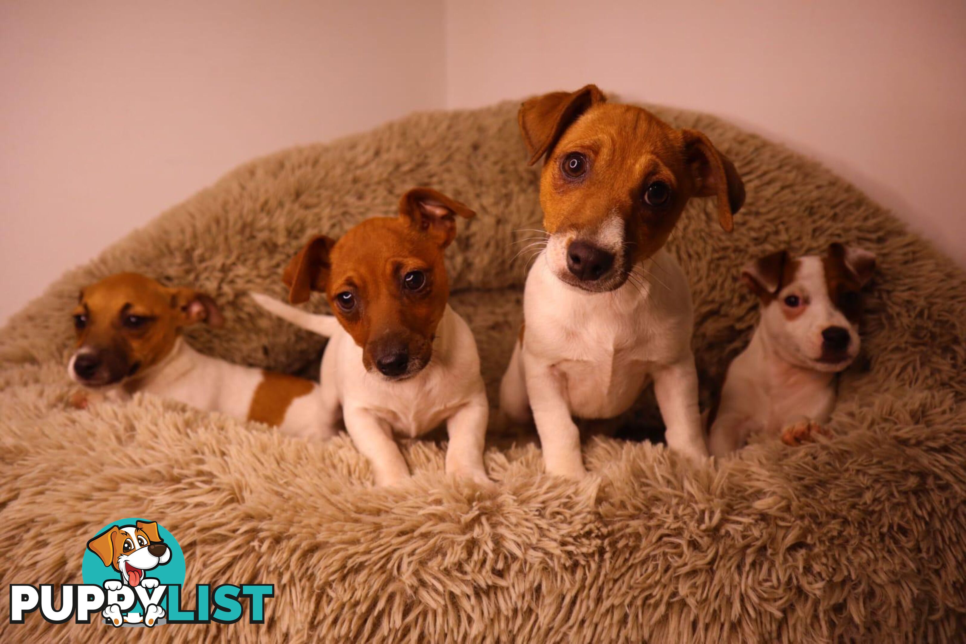 Purebred Jack Russell Terrier puppies