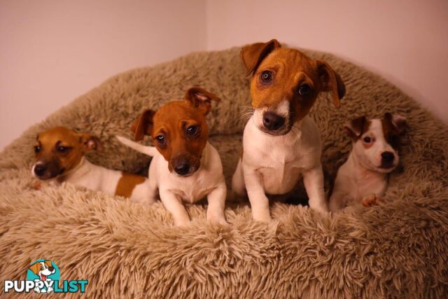 Purebred Jack Russell Terrier puppies