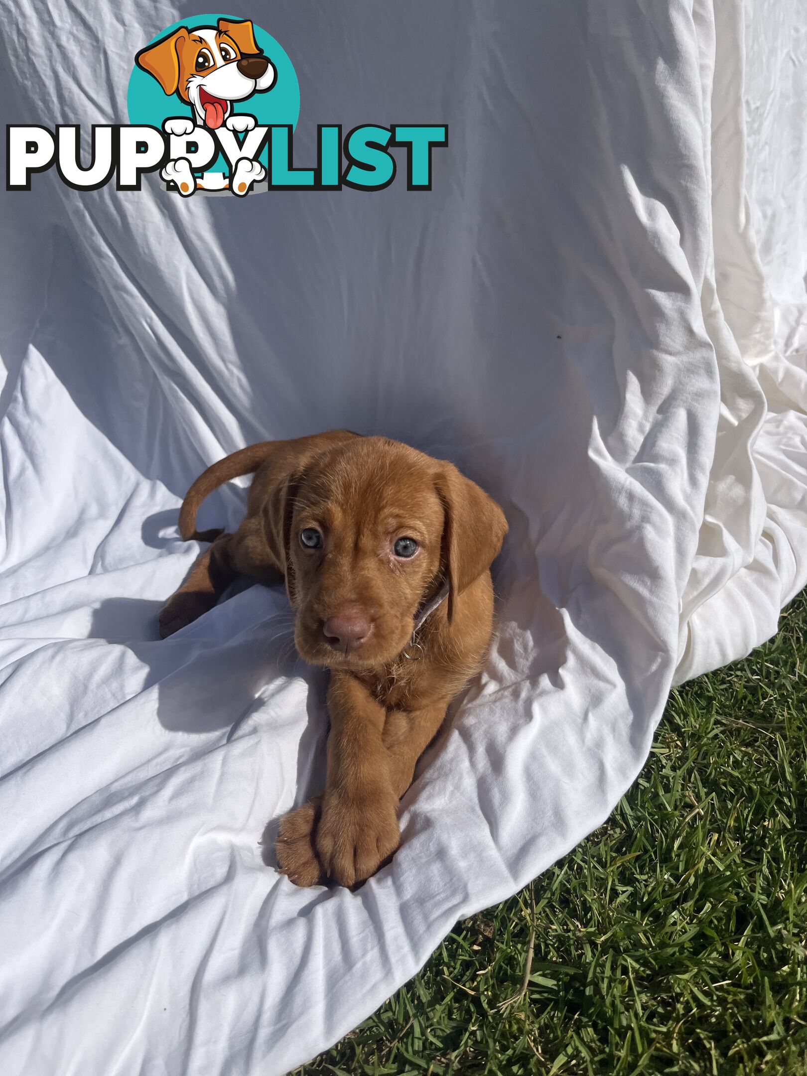 Rare Wirehaired Vizsla Puppies