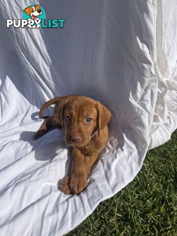 Rare Wirehaired Vizsla Puppies