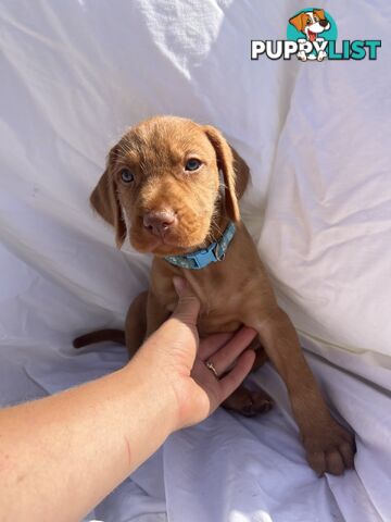 Rare Wirehaired Vizsla Puppies