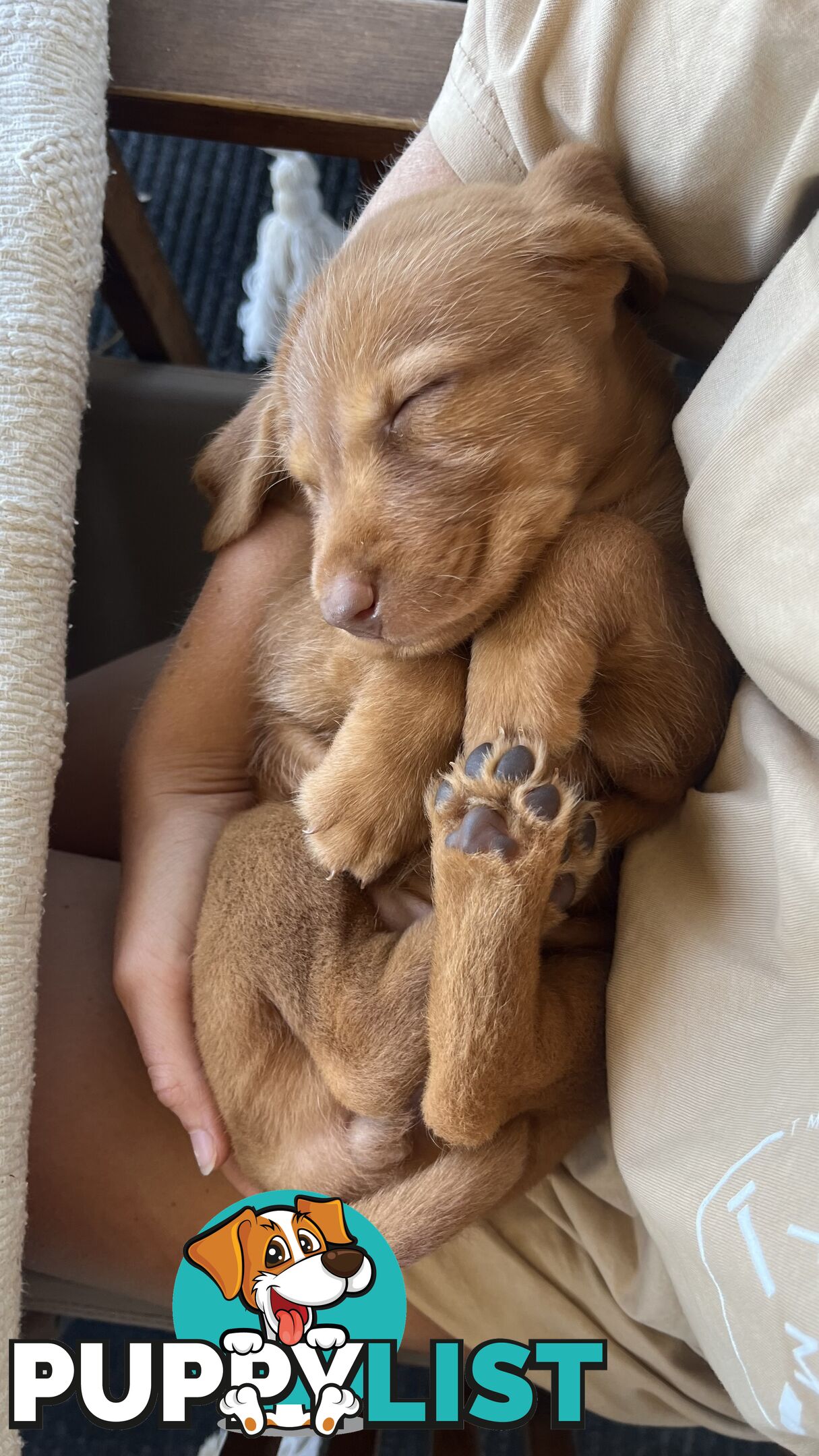 Rare Wirehaired Vizsla Puppies