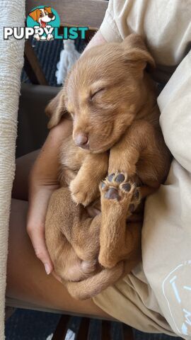 Rare Wirehaired Vizsla Puppies