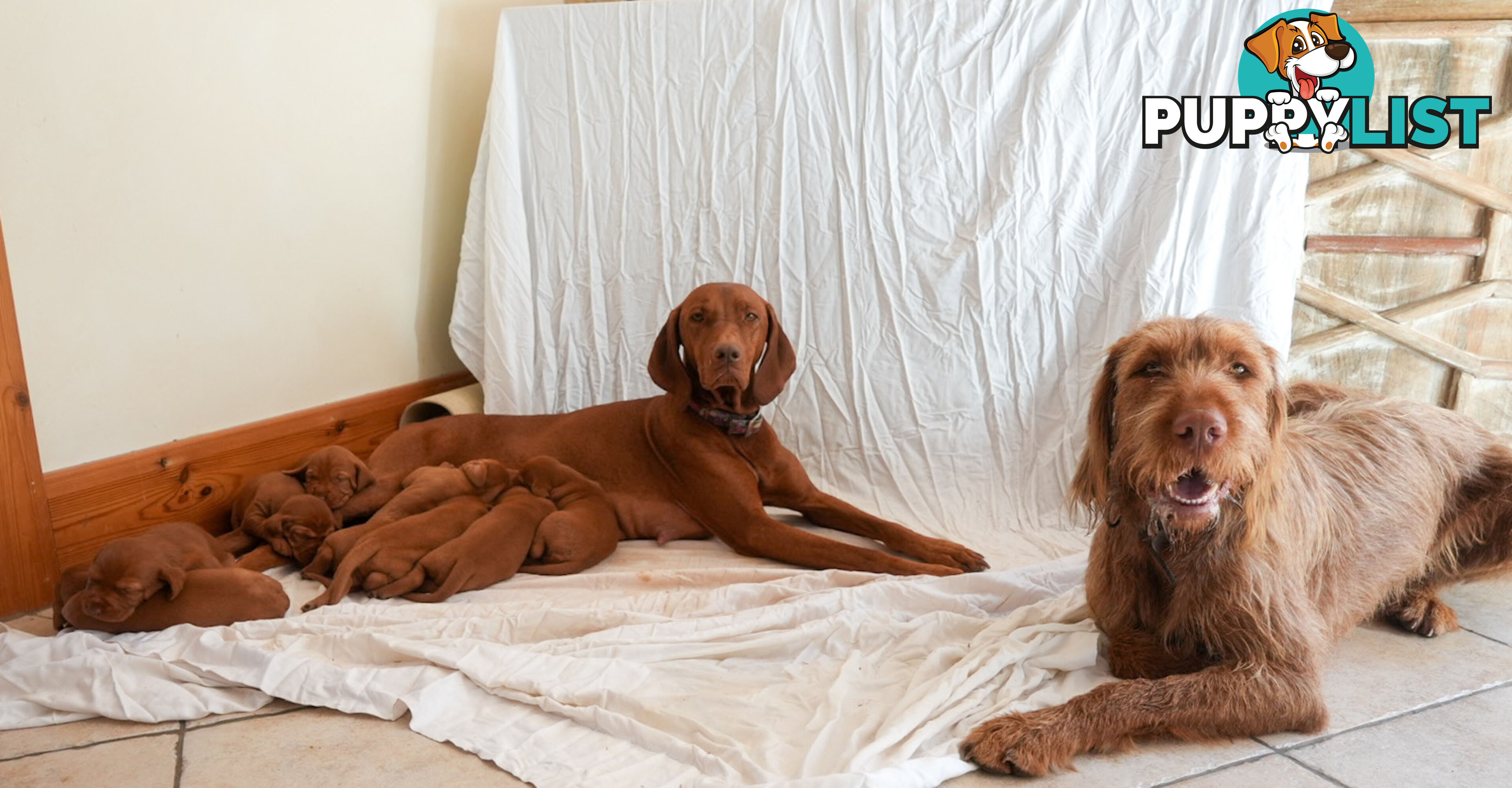 Rare Wirehaired Vizsla Puppies