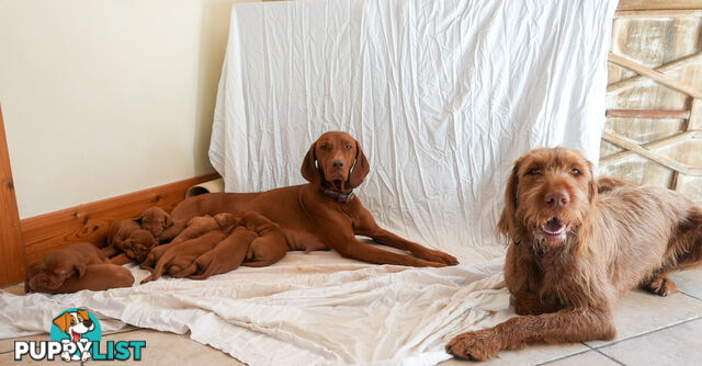 Rare Wirehaired Vizsla Puppies