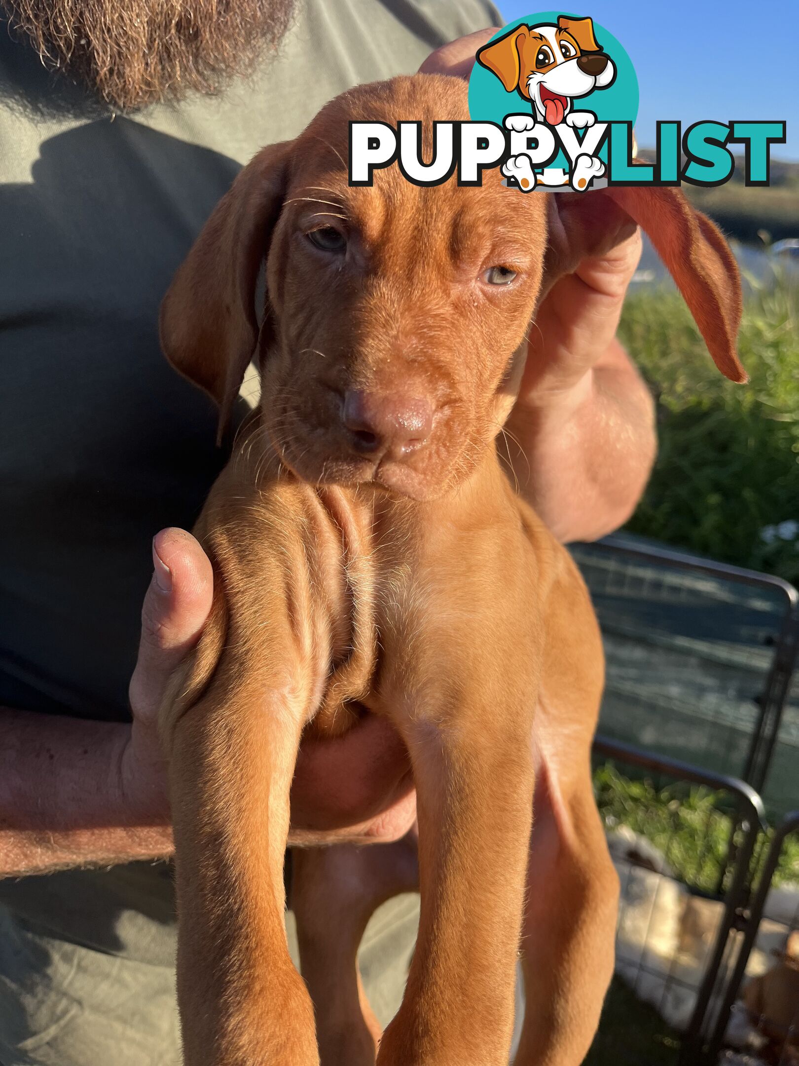 Rare Wirehaired Vizsla Puppies