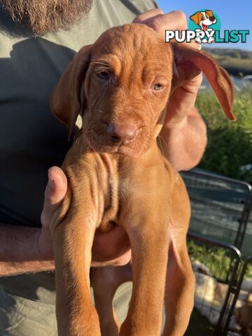 Rare Wirehaired Vizsla Puppies