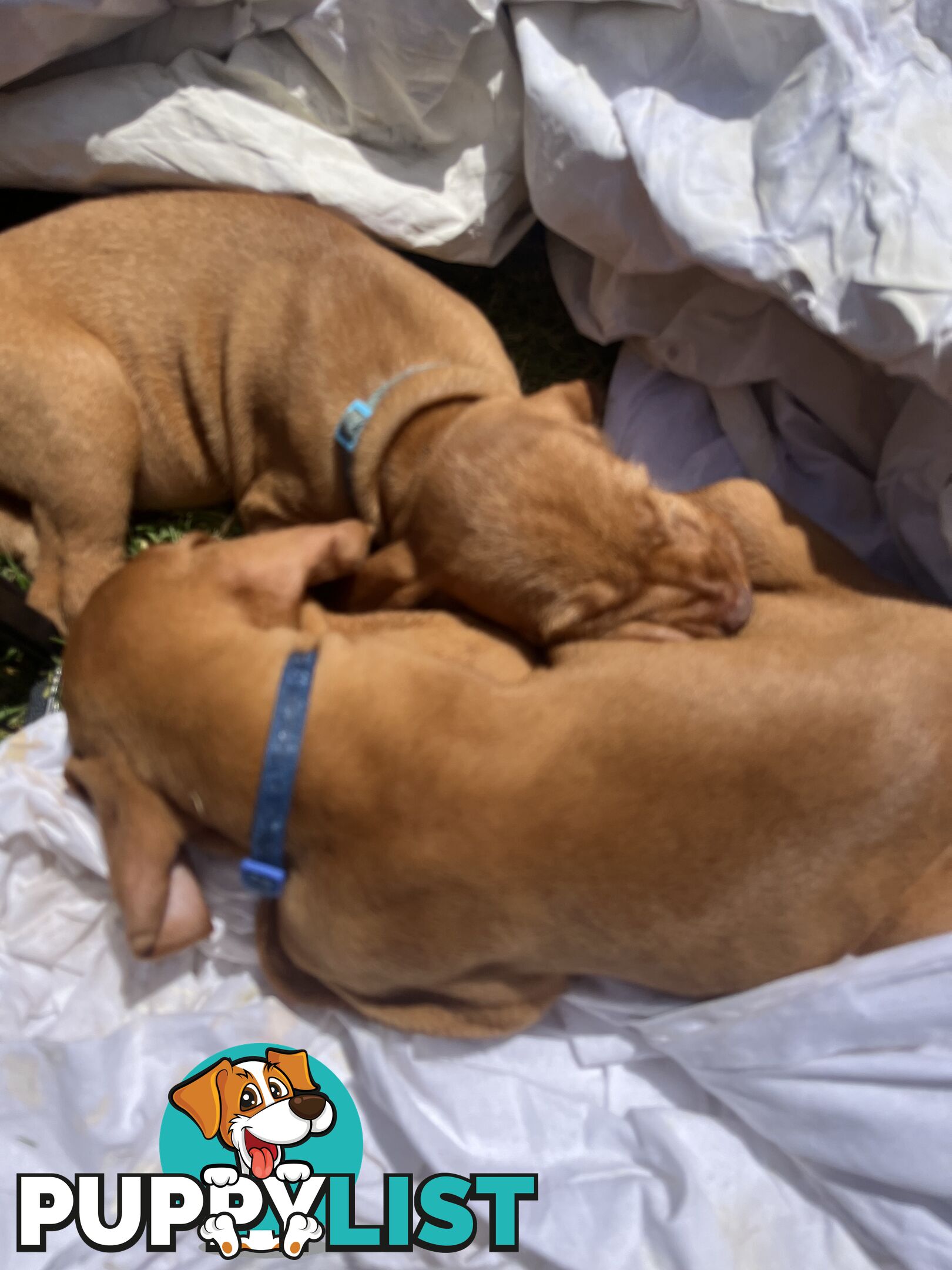 Rare Wirehaired Vizsla Puppies