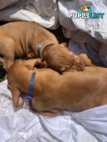 Rare Wirehaired Vizsla Puppies