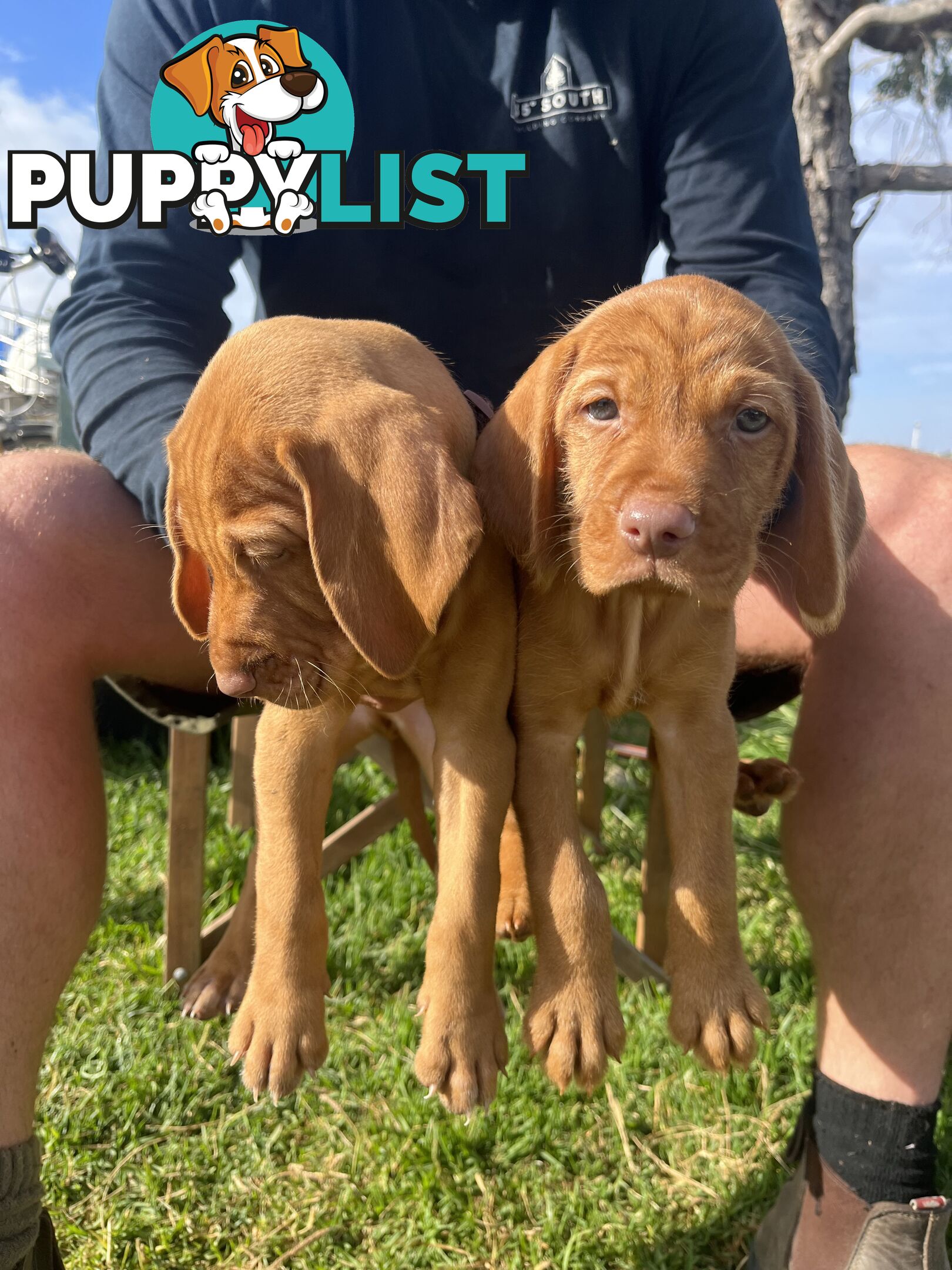 Rare Wirehaired Vizsla Puppies