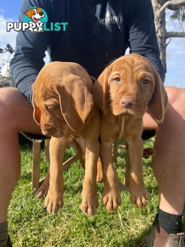 Rare Wirehaired Vizsla Puppies