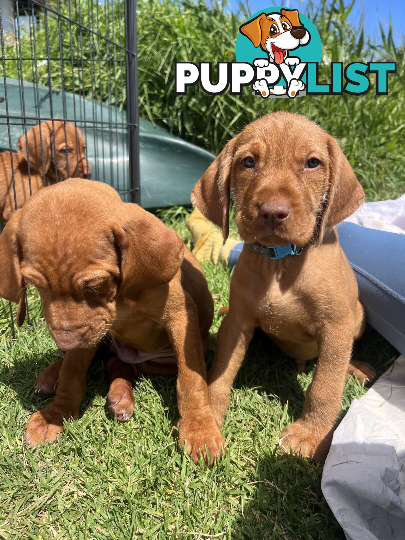 Rare Wirehaired Vizsla Puppies