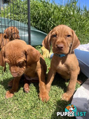 Rare Wirehaired Vizsla Puppies