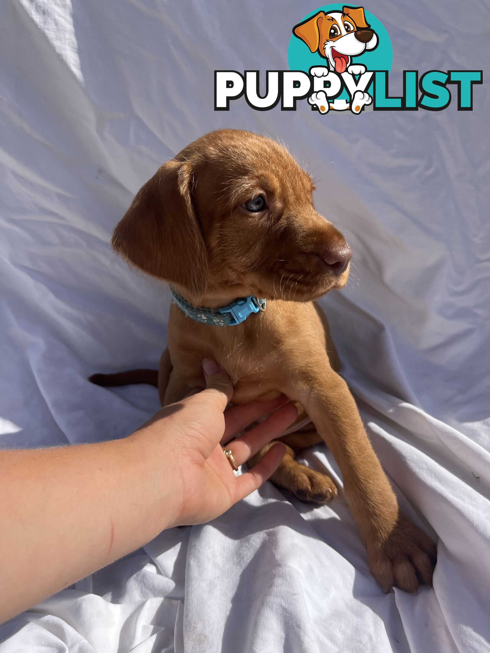 Rare Wirehaired Vizsla Puppies