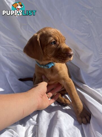 Rare Wirehaired Vizsla Puppies