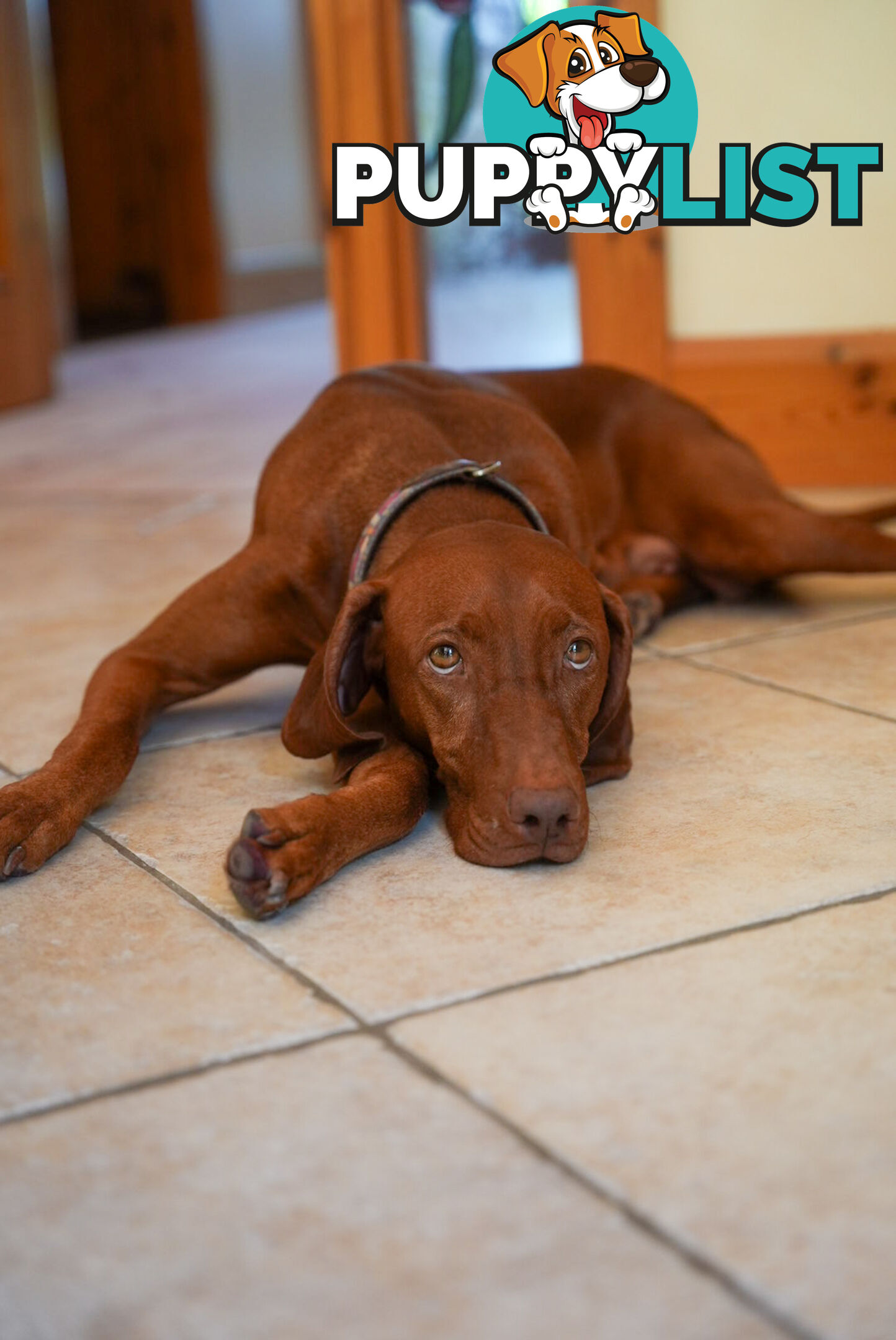 Rare Wirehaired Vizsla Puppies