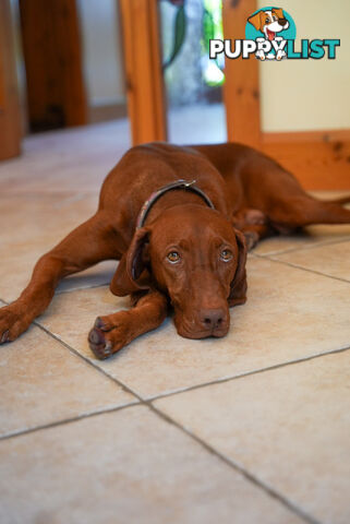 Rare Wirehaired Vizsla Puppies