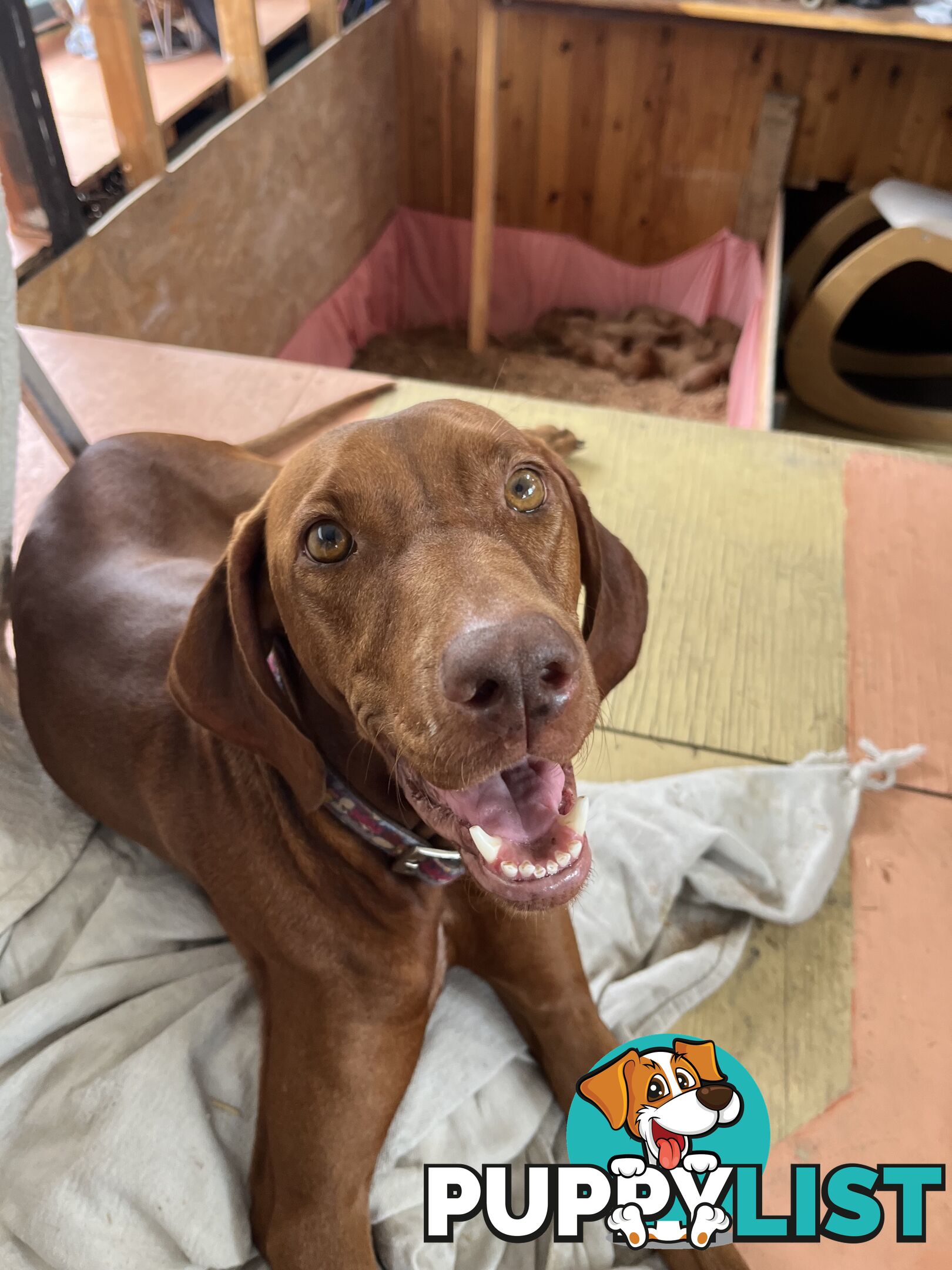 Rare Wirehaired Vizsla Puppies