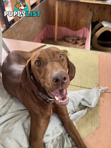 Rare Wirehaired Vizsla Puppies