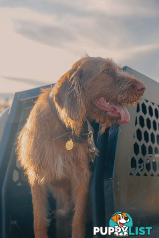 Rare Wirehaired Vizsla Puppies