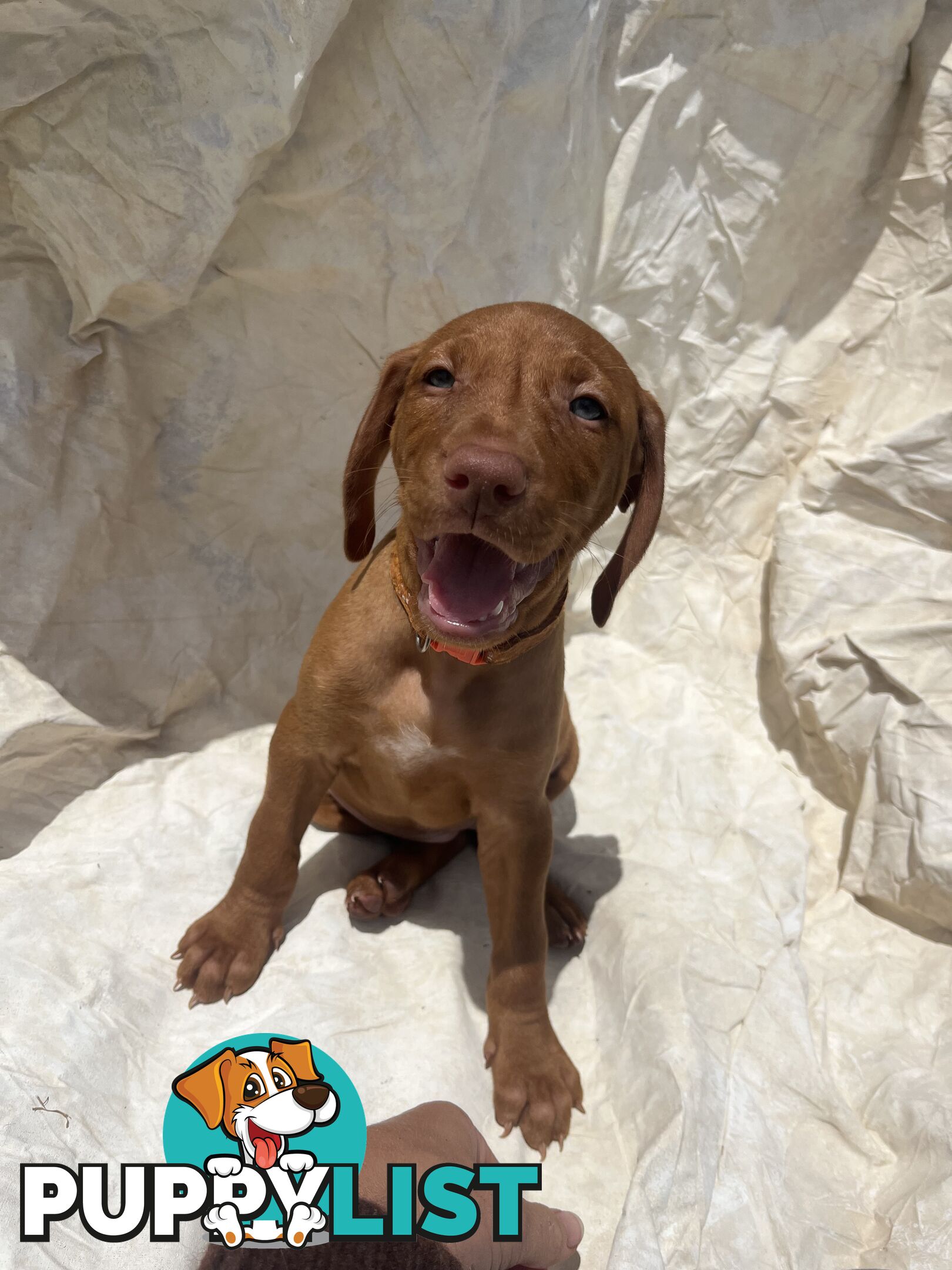 Rare Wirehaired Vizsla Puppies