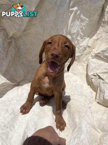 Rare Wirehaired Vizsla Puppies