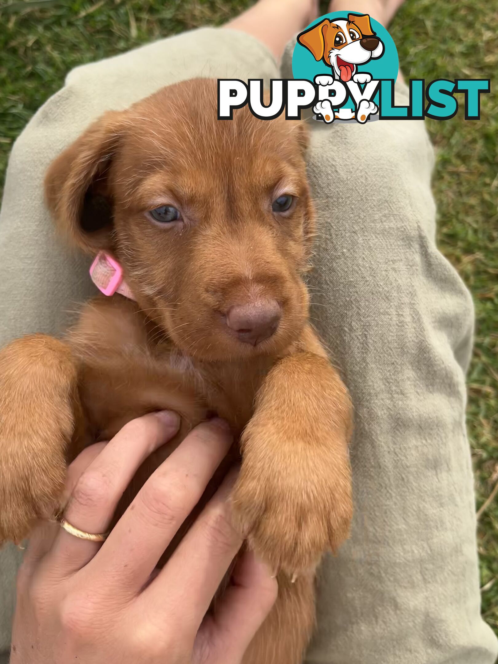 Rare Wirehaired Vizsla Puppies