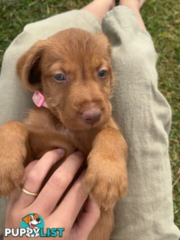 Rare Wirehaired Vizsla Puppies