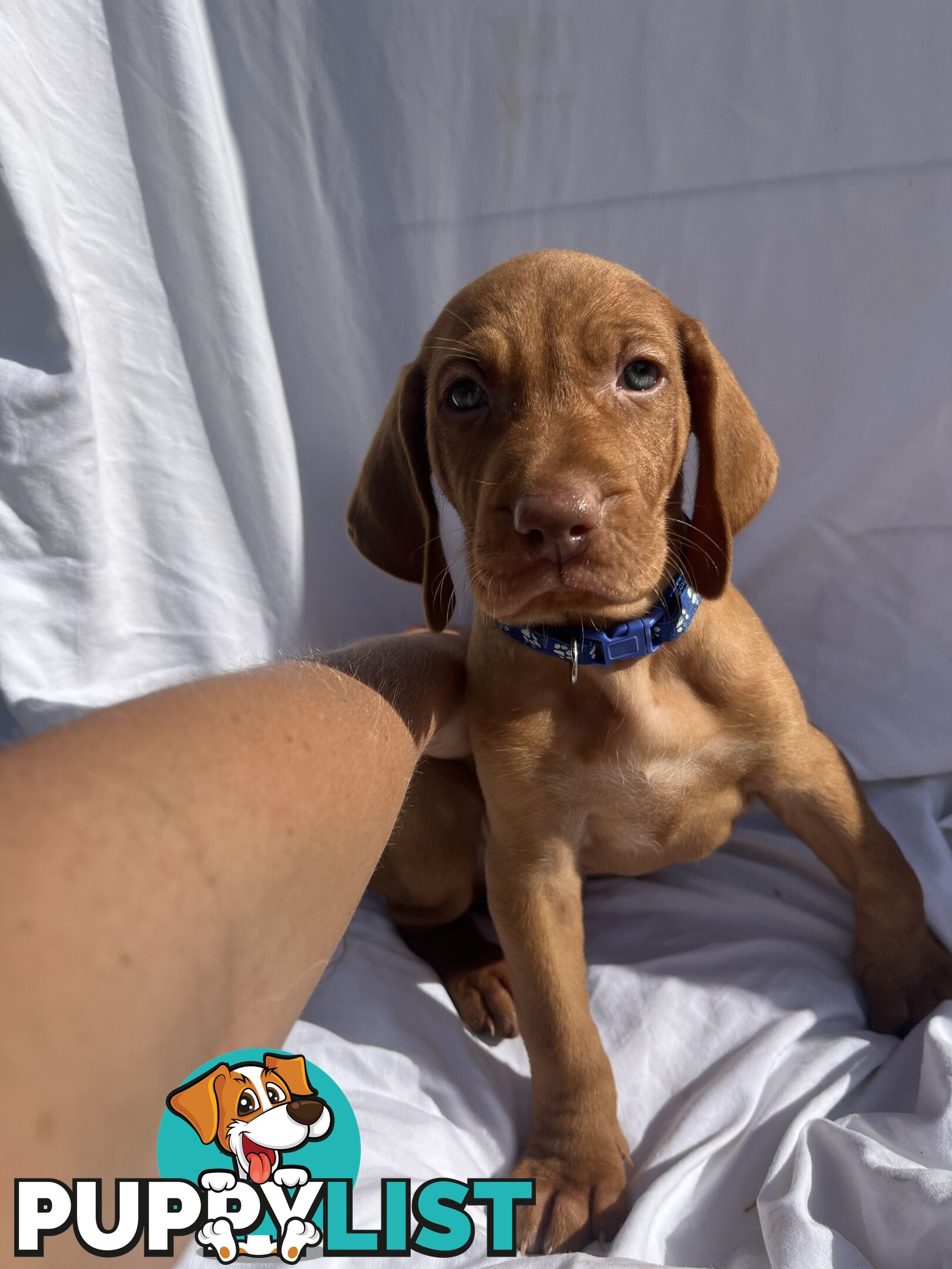 Rare Wirehaired Vizsla Puppies