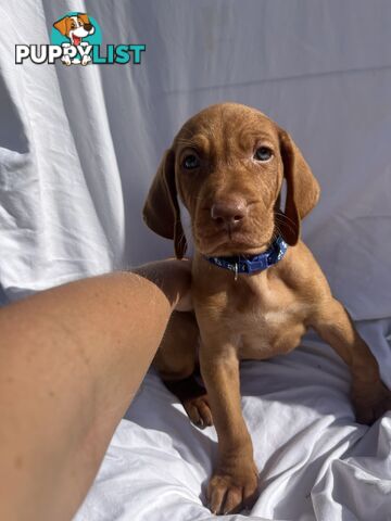 Rare Wirehaired Vizsla Puppies