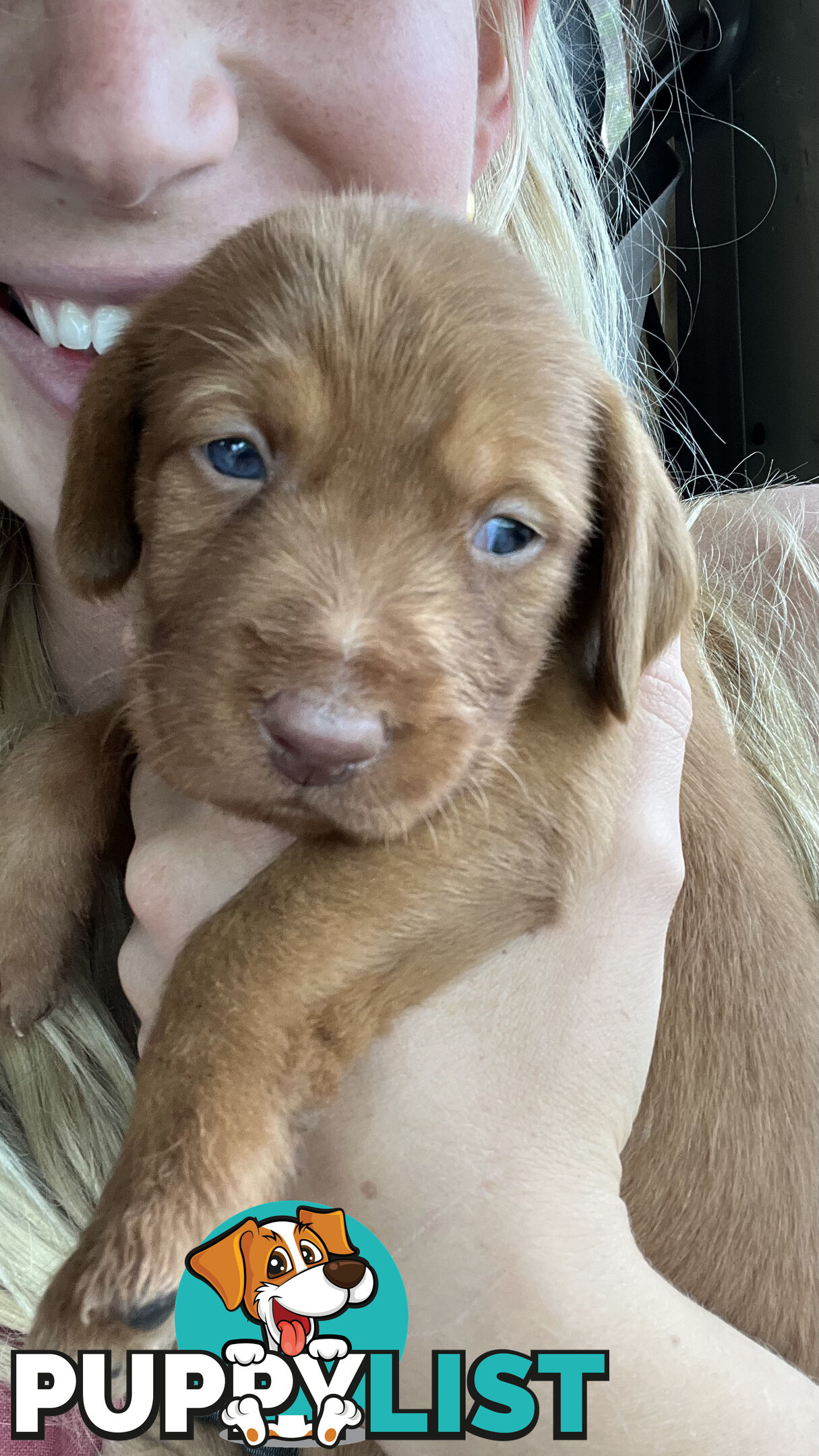 Rare Wirehaired Vizsla Puppies