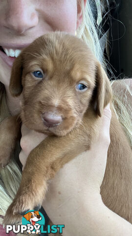 Rare Wirehaired Vizsla Puppies