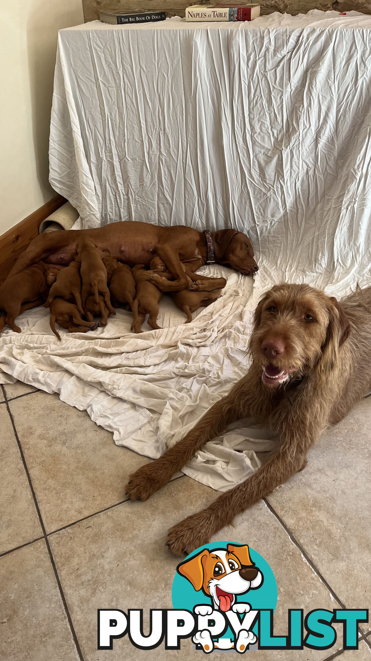 Rare Wirehaired Vizsla Puppies