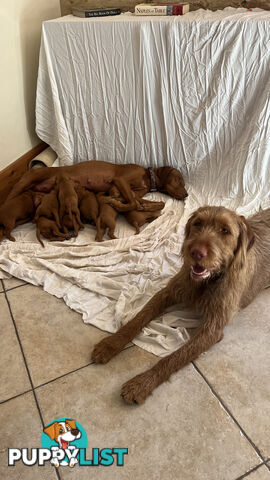 Rare Wirehaired Vizsla Puppies