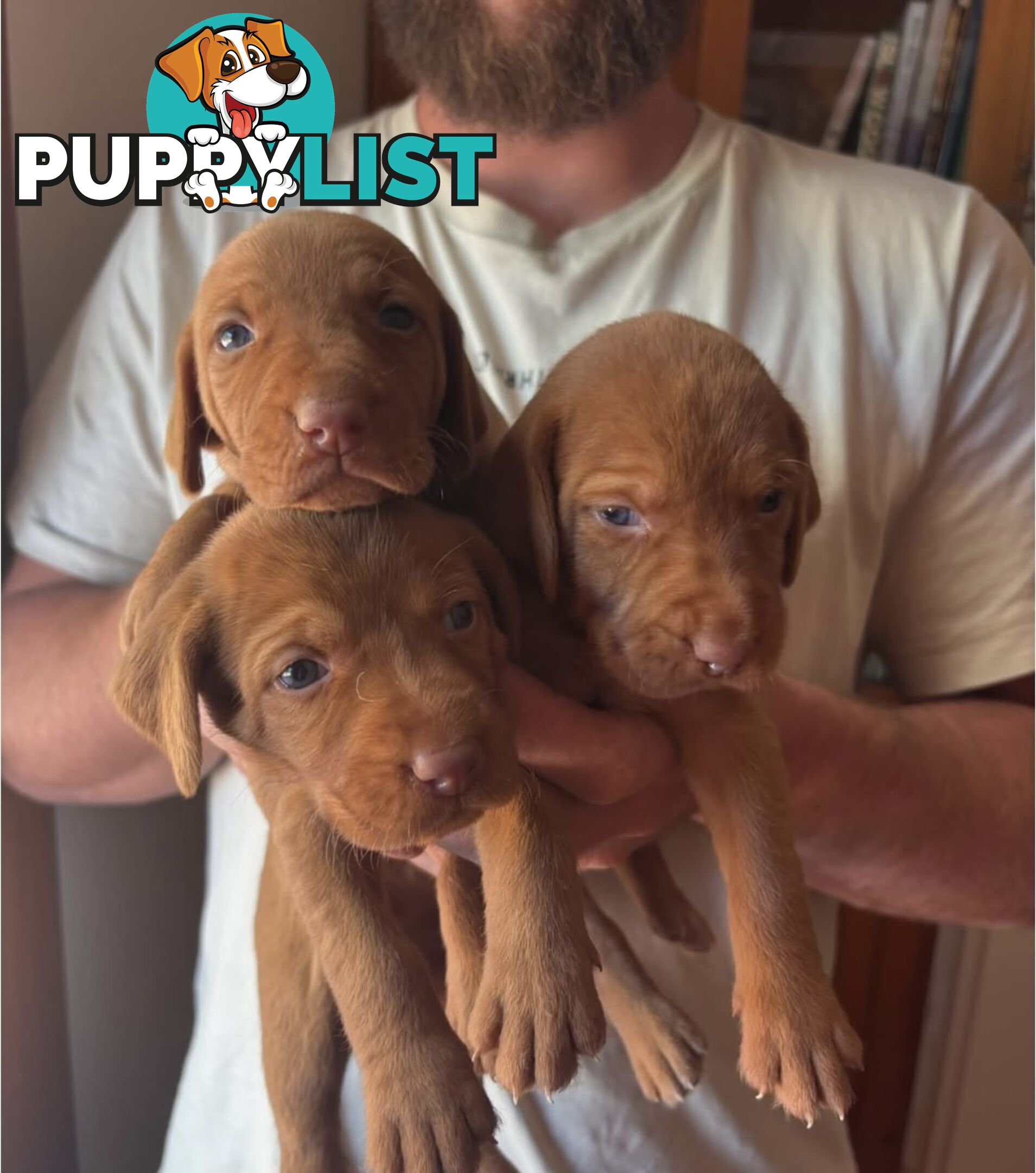 Rare Wirehaired Vizsla Puppies