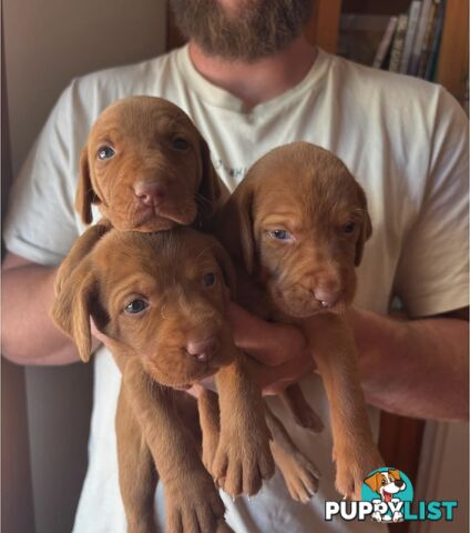 Rare Wirehaired Vizsla Puppies