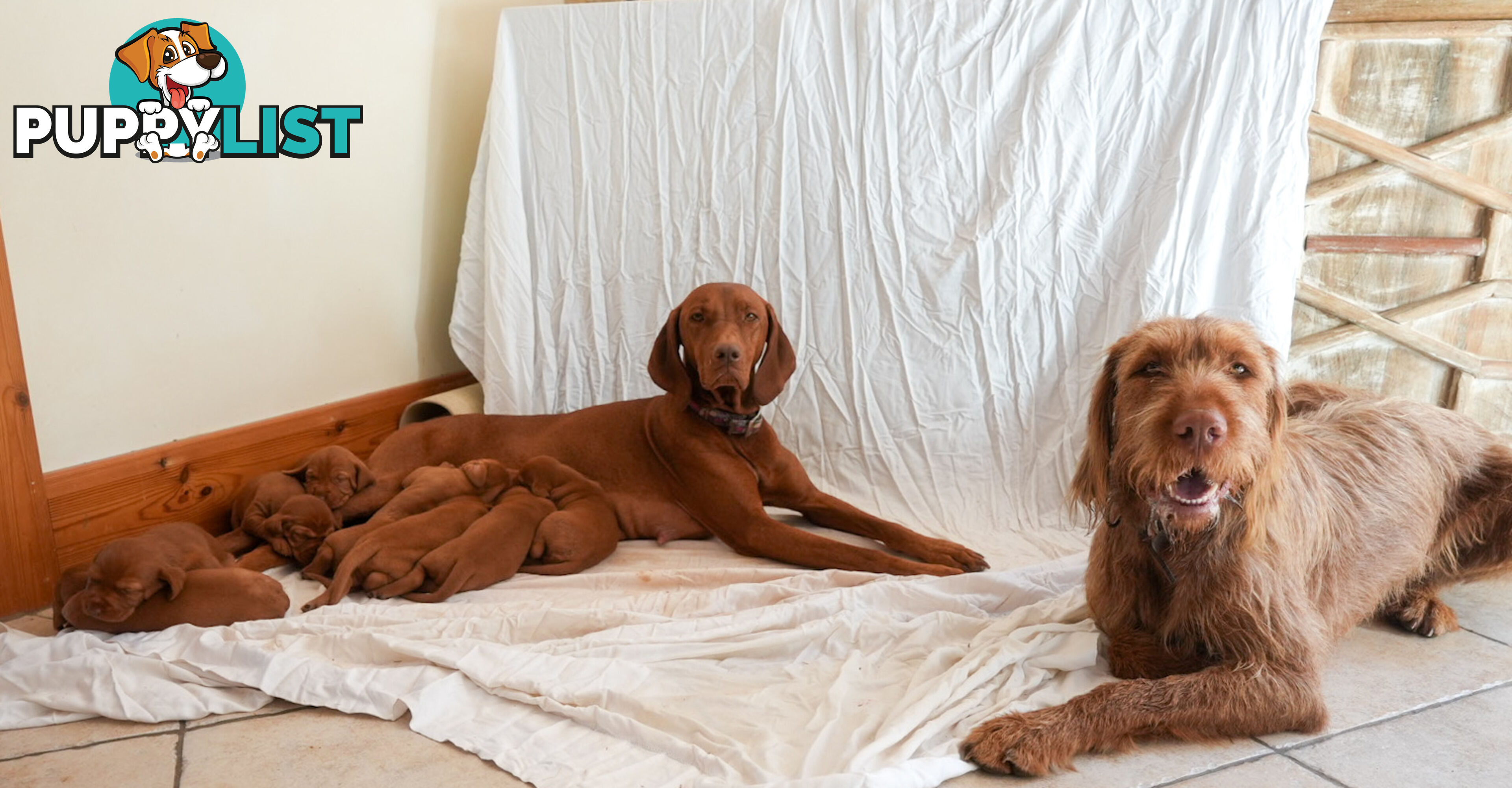 Rare Wirehaired Vizsla Puppies