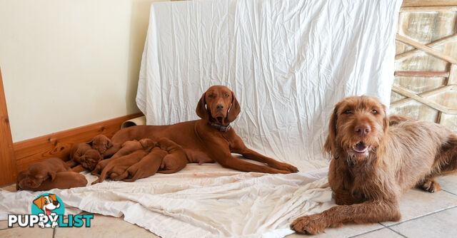 Rare Wirehaired Vizsla Puppies