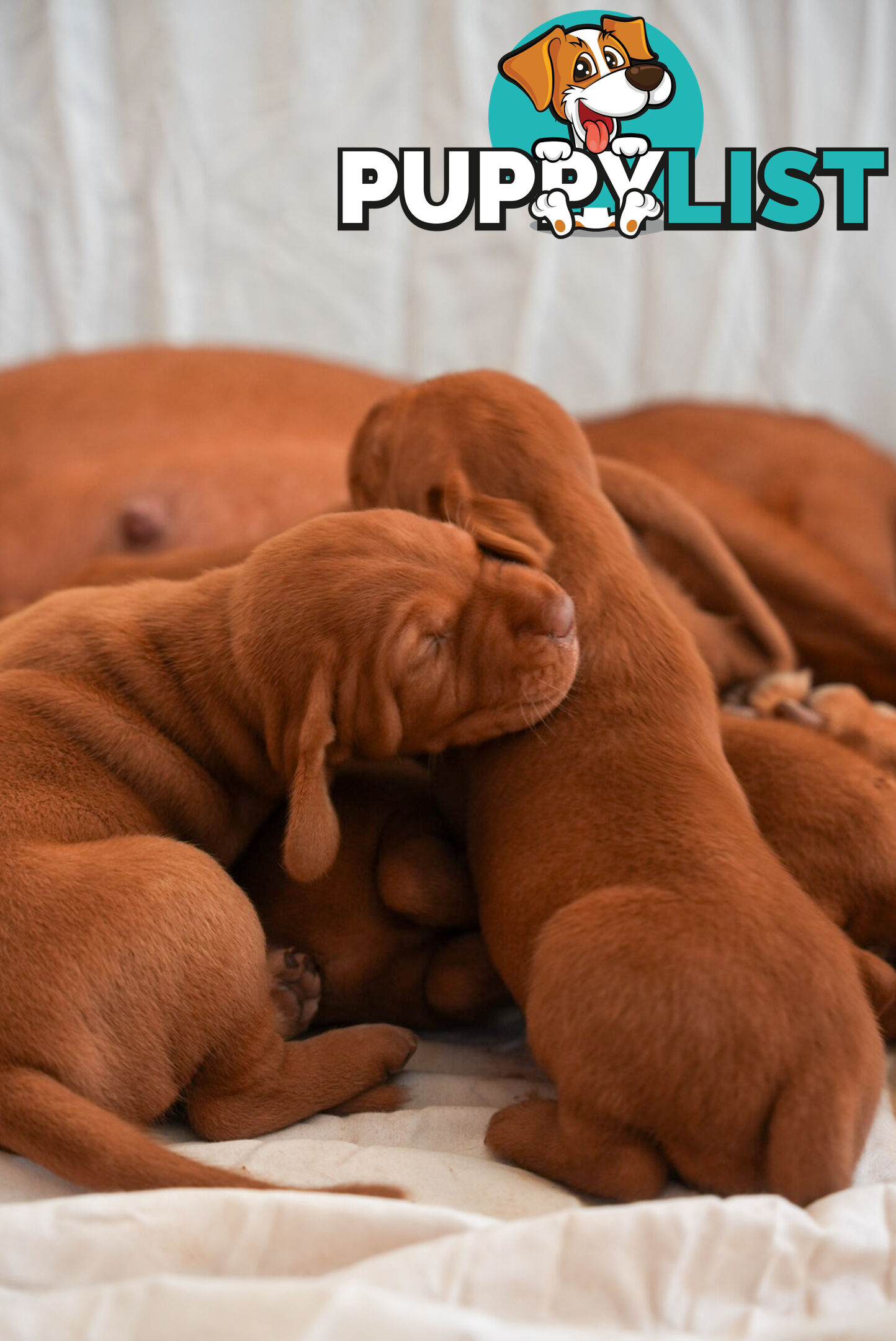 Rare Wirehaired Vizsla Puppies