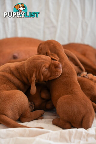 Rare Wirehaired Vizsla Puppies